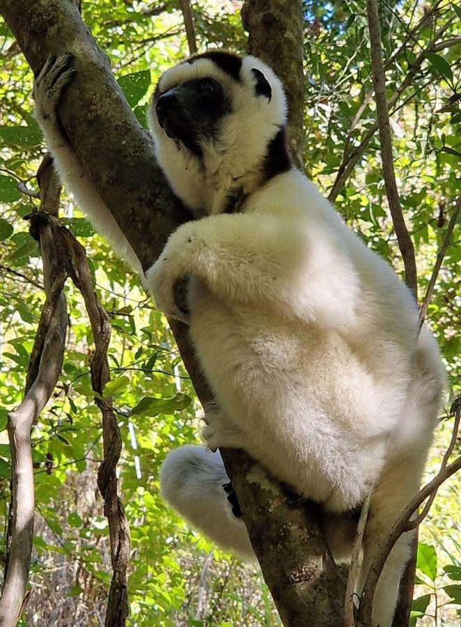 Propithèque, lémurien blanc, dans un arbre